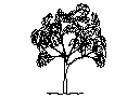 Tree Elevation CAD block preview
