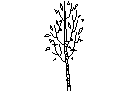 Tree in Elevation - Type 9 – free CAD block preview