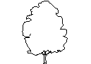 Tree in Elevation - Type 11 CAD block preview