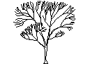 Tree in Elevation - Type 14 CAD block preview
