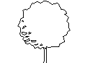 Tree in Elevation - Type 16 CAD block preview