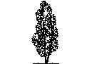 Tree in Elevation - Type 20 CAD block preview