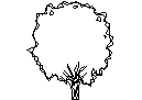 Tree in Elevation - Type 21 – free CAD block preview