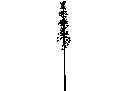 Tree in Elevation - Type 24 CAD block preview