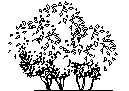 Tree in Elevation - Type 25 CAD block preview