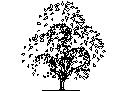 Tree in Elevation - Type 26 CAD block preview