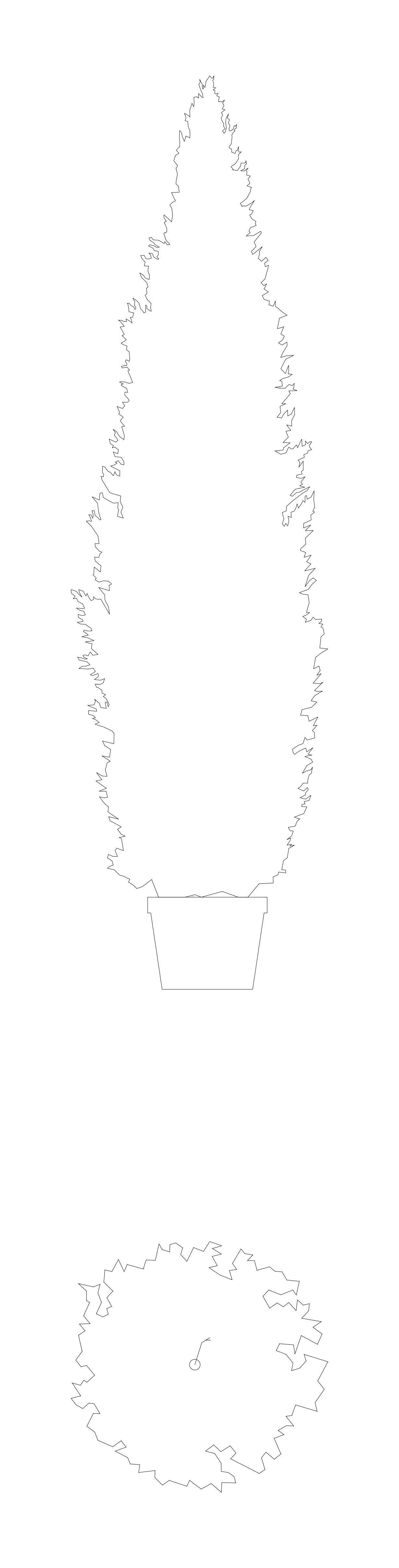Columnar Juniper Tree - Elevation and Plan – free CAD block preview