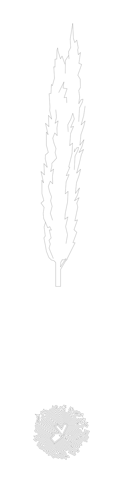 Cupressus Sempervirens Tree - Elevation and Plan CAD block preview