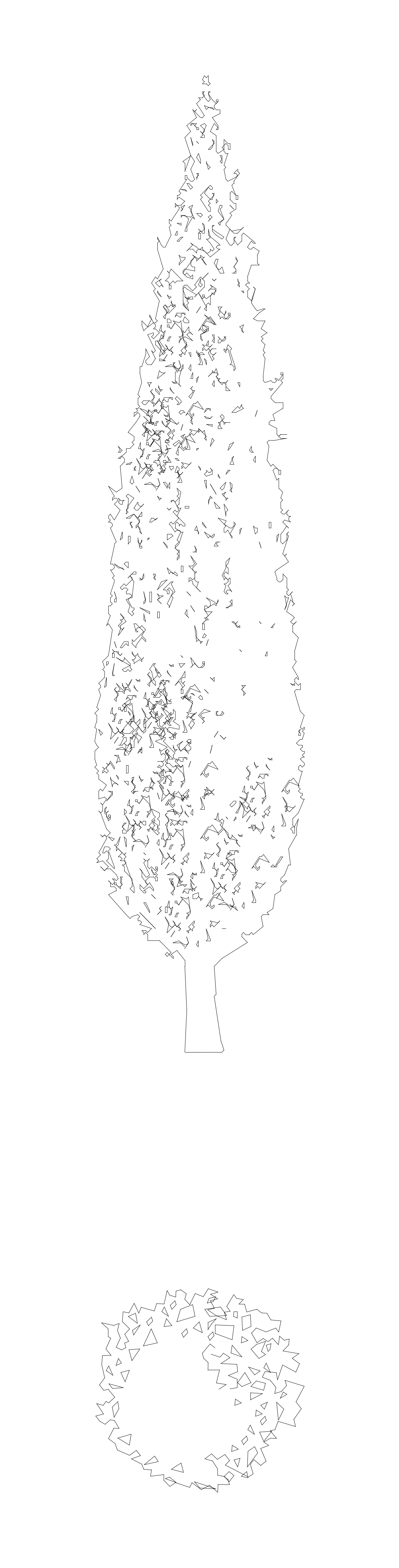 Italian Cypress Tree - Elevation and Plan – free CAD block preview