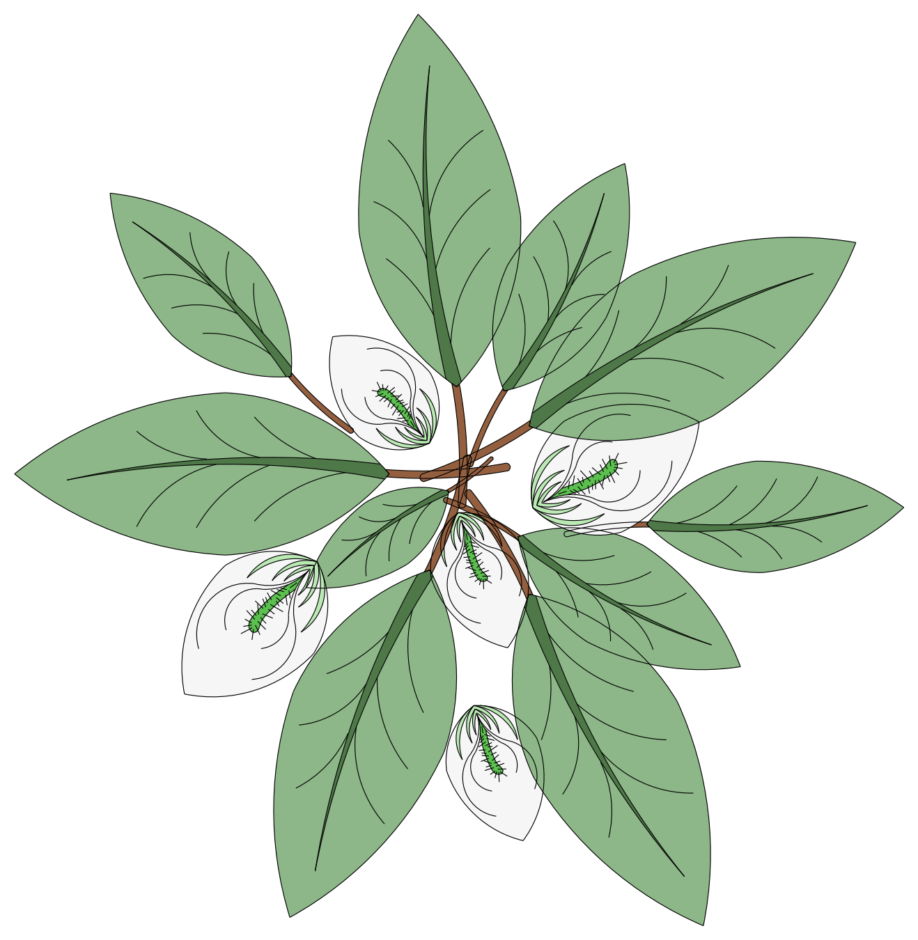 White Anthurium Plant - Plan View – free CAD block preview